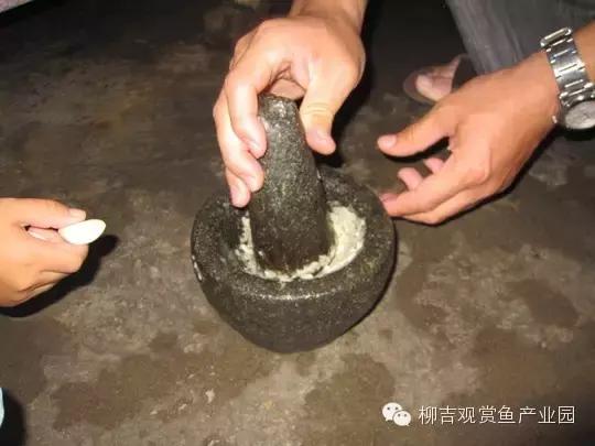 观赏鱼生病不用着急，家中食材也能治鱼病