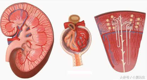 因药物导致的膜性肾病可以治愈吗,膜性肾病治愈还会得尿毒症吗
