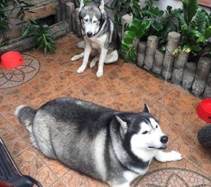 网友养了一群哈士奇,被网友养崩溃的哈士奇