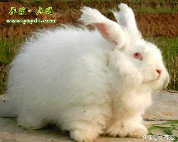一只长毛兔每个月吃多少饲料,兔毛怎么养