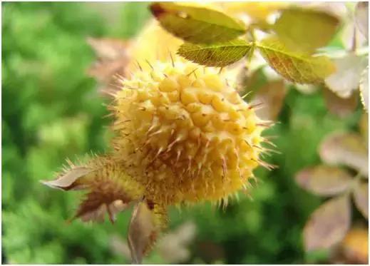 合肥野果治百病,哪些野果吃了最好吃呢