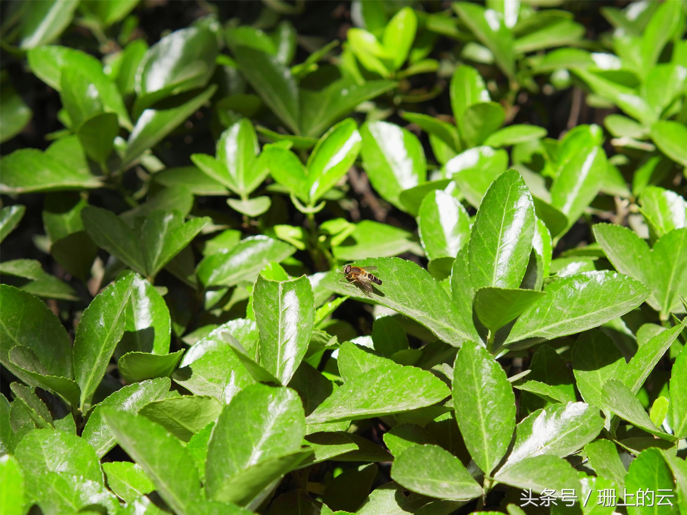 小蚁最新微单,小白体验八大旗舰手机