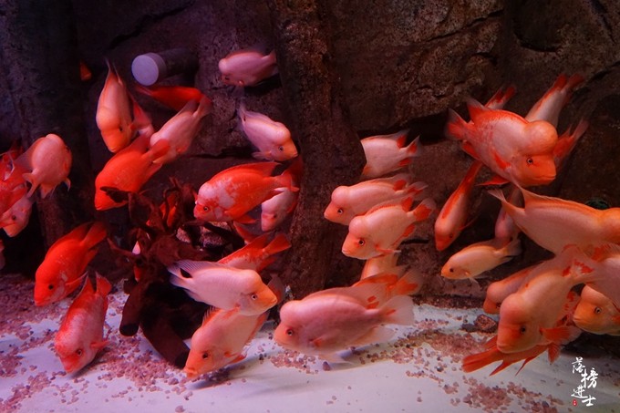 泉城欧乐堡动物王国夏天怎么去,泉城欧乐堡梦幻世界星空过山车