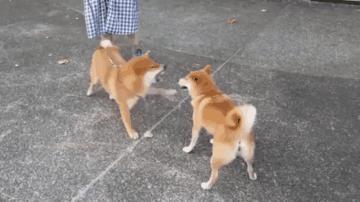 用了牙膏有什么坏处,牙膏有没有不适合孕妇的