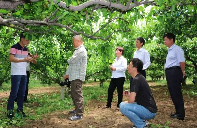 他辞去500强企业的工作,毅然决然开荒种梨,最后怎么样了