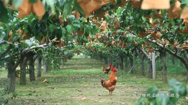 他辞去500强企业的工作,毅然决然开荒种梨,最后怎么样了