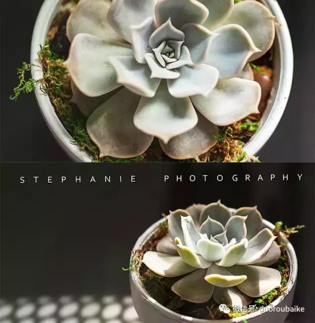 紫外线照射对植物的影响,紫外线光对植物生长的影响