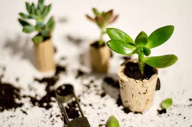 被丢弃的红酒塞遇上了植物,才迎来自己的春天