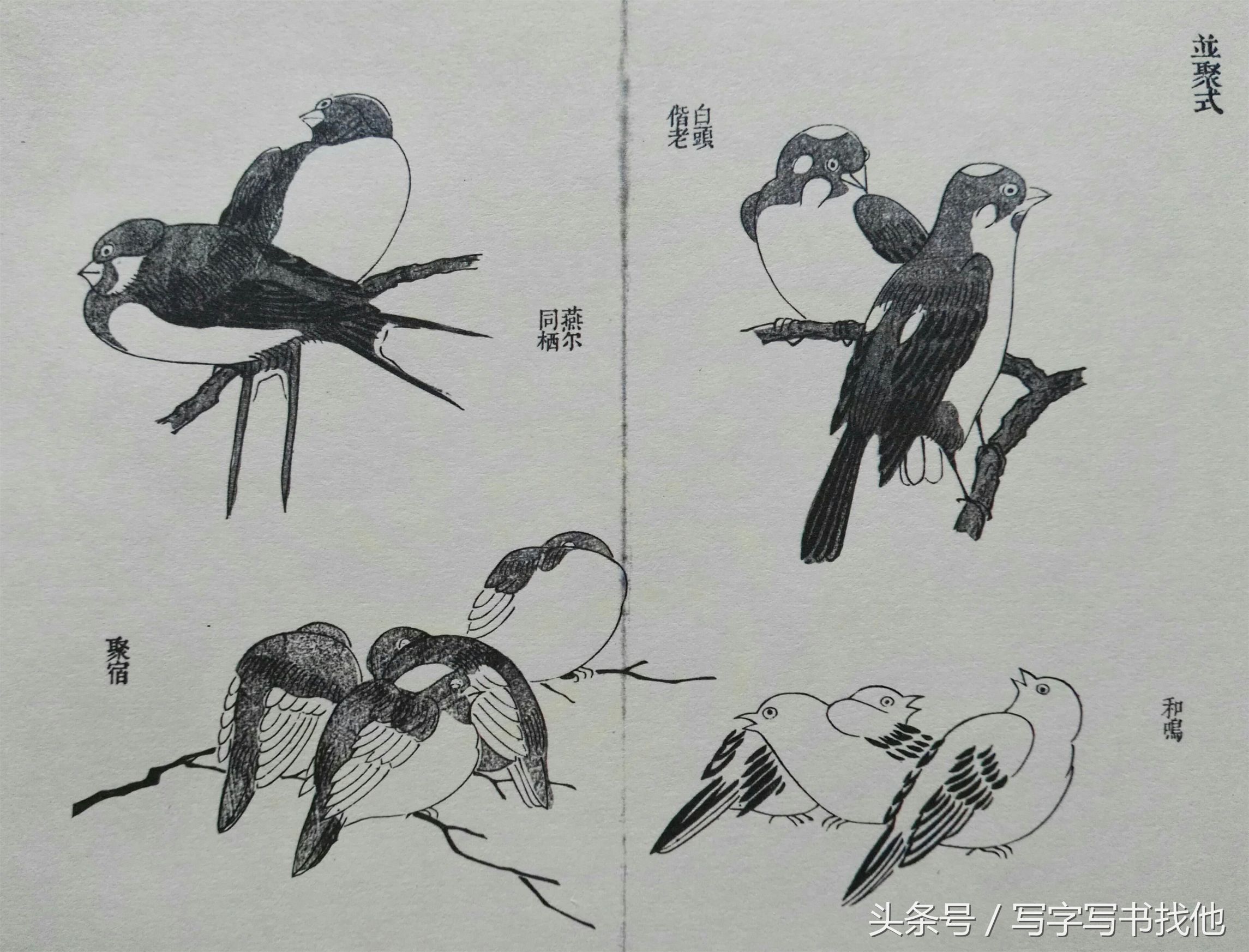 100幅鸟的画法内附绘画步骤,画鸟初学者入门步骤
