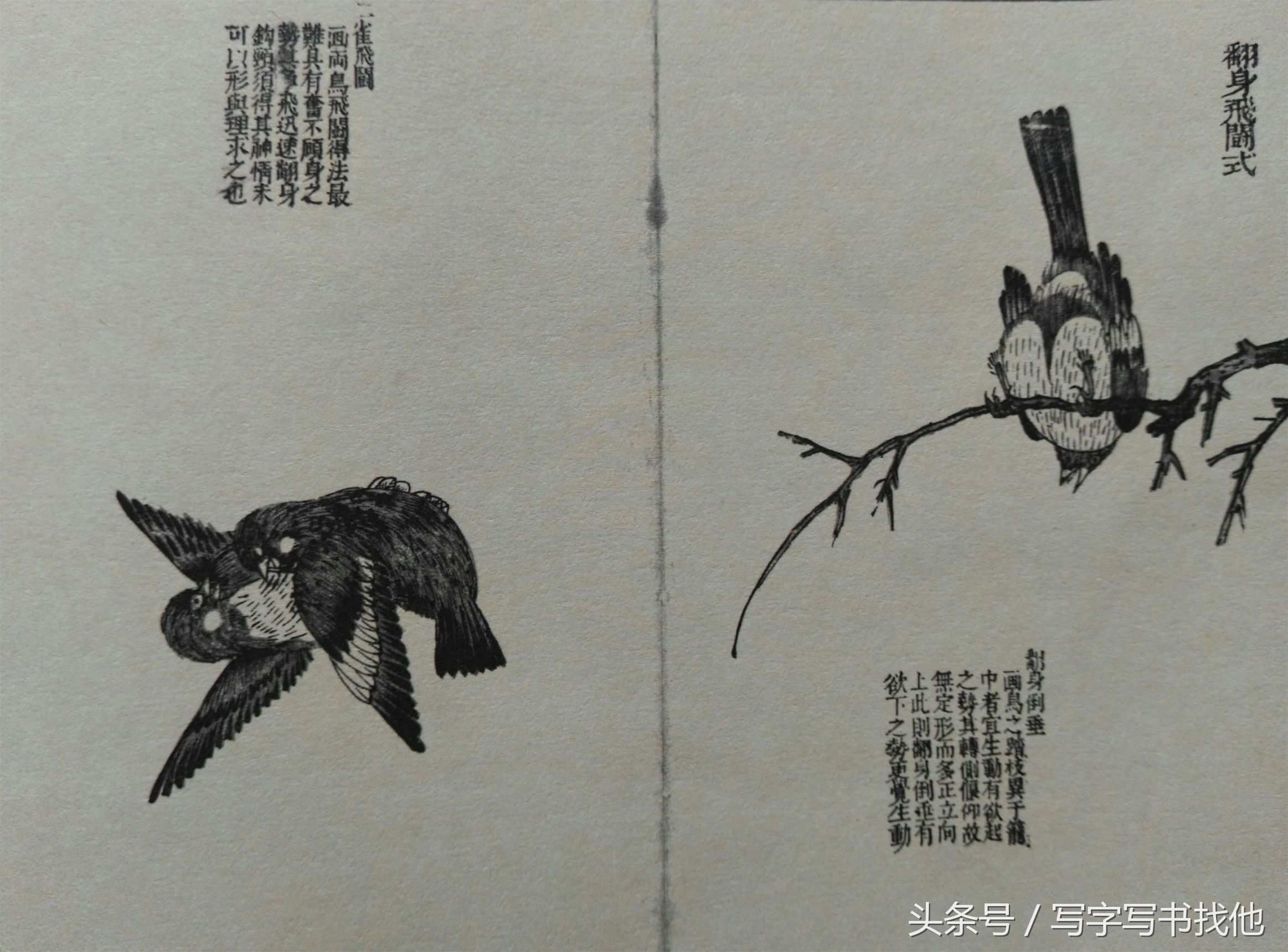 100幅鸟的画法内附绘画步骤,画鸟初学者入门步骤