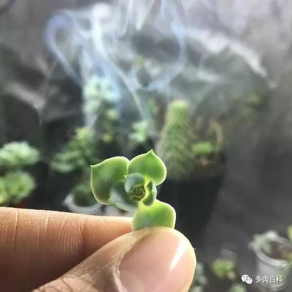 多肉黑茎怎么治,多肉黑叶枯萎怎么办