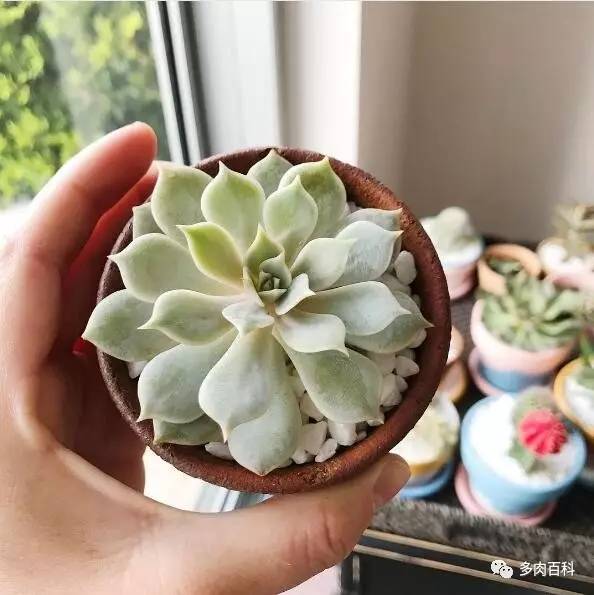 多肉黑茎怎么治,多肉黑叶枯萎怎么办