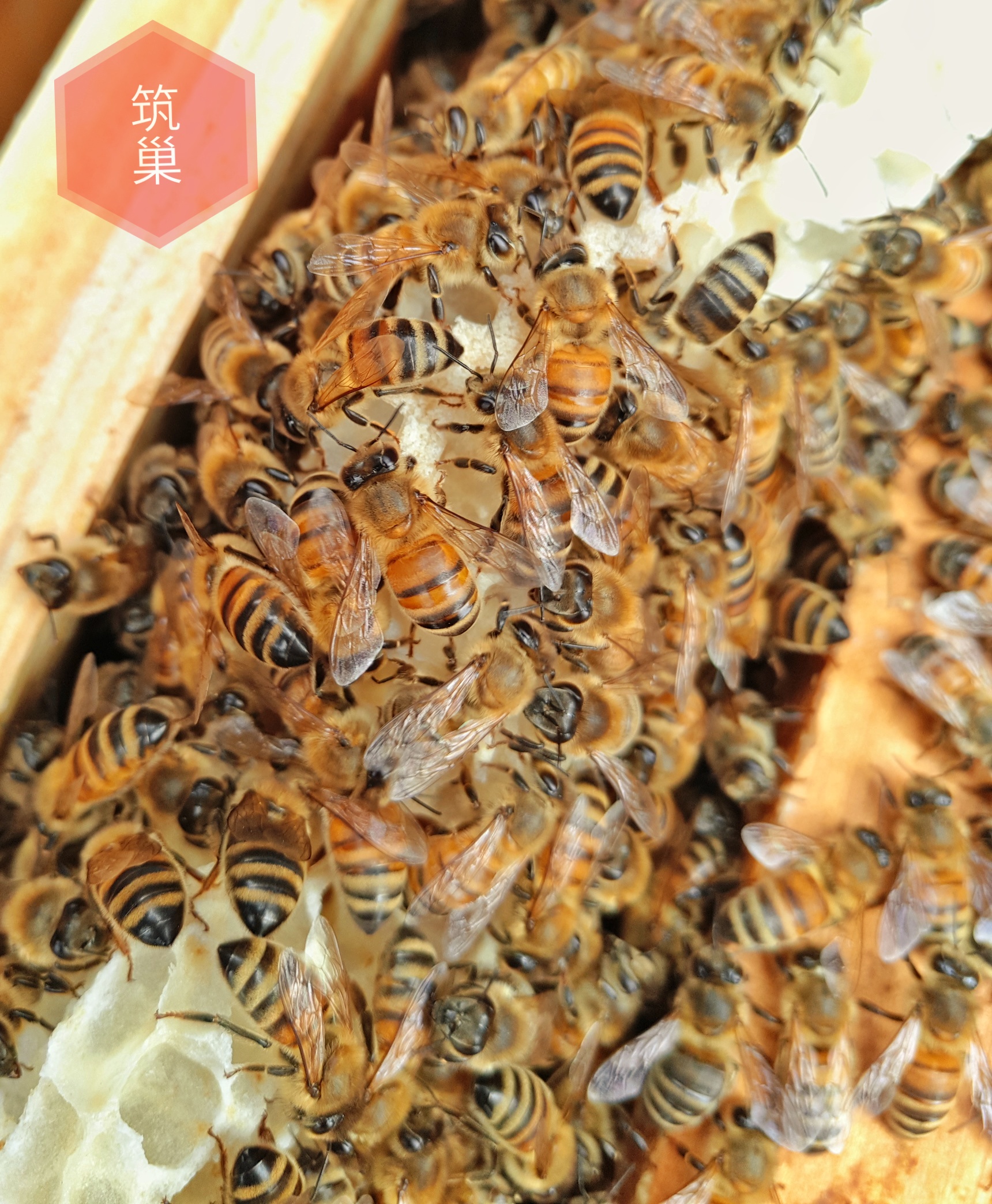 自制蜂蜡唇膏夏天要放冰箱吗,自制蜂蜡唇膏教程