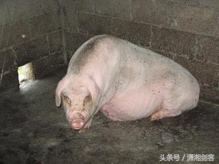 徐老汉给母猪配种,让你笑到肚子痛