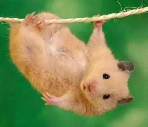 2019年十二生肖运势排行榜,属相2016年运势