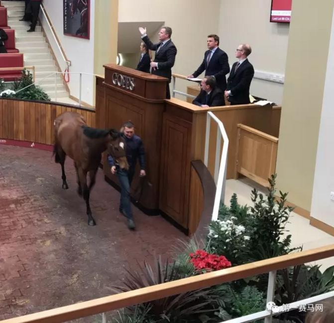 英哥夫斯试跑拍卖会日交易额近5000万