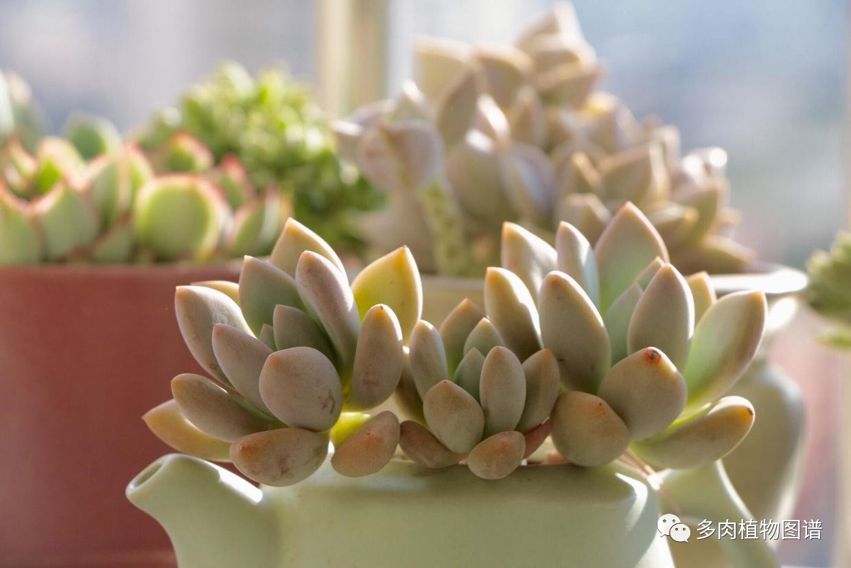 可可酱用法,可可酱日常分享