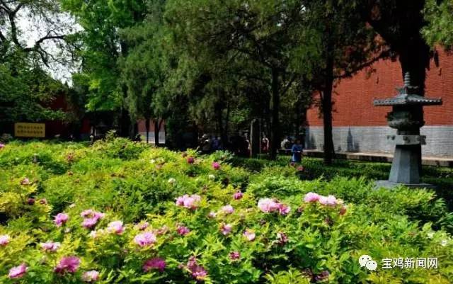 宝鸡到洛阳2日游 (宝鸡到洛阳坐高铁旅游)