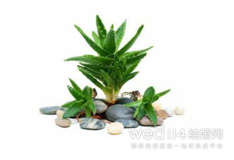 孕妇房间放什么绿萝最好,孕妇卧室能放绿萝吗