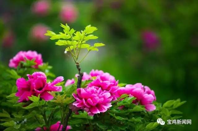 宝鸡到洛阳2日游 (宝鸡到洛阳坐高铁旅游)