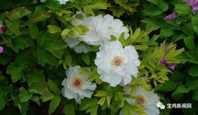 宝鸡到洛阳2日游 (宝鸡到洛阳坐高铁旅游)