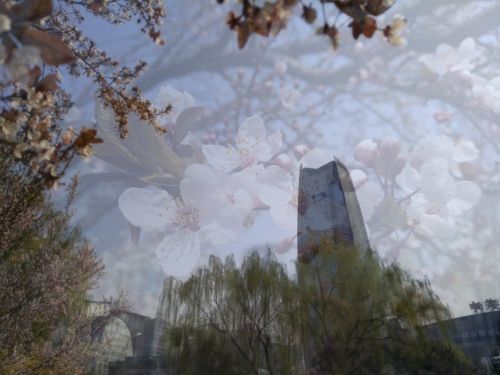 努比亚z17mini闪屏,努比亚z17mini相机变黑白