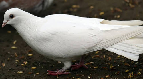 英雄强度排行榜第一期,主播谈论各英雄强度