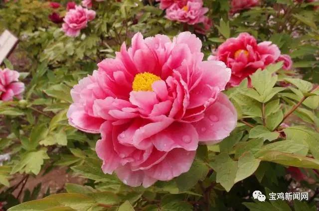 宝鸡到洛阳2日游 (宝鸡到洛阳坐高铁旅游)