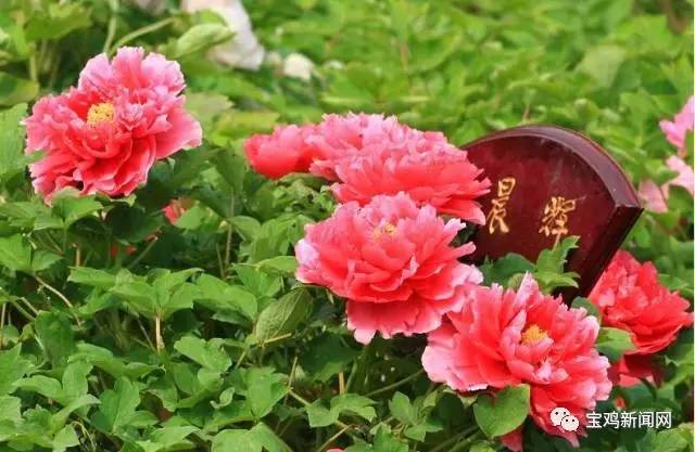 宝鸡到洛阳2日游 (宝鸡到洛阳坐高铁旅游)