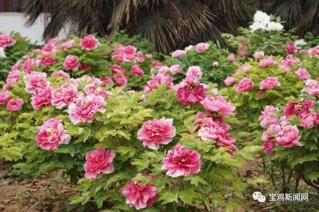 宝鸡到洛阳2日游 (宝鸡到洛阳坐高铁旅游)