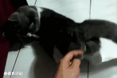 喵咪绝育后拉血,猫咪做绝育哭了