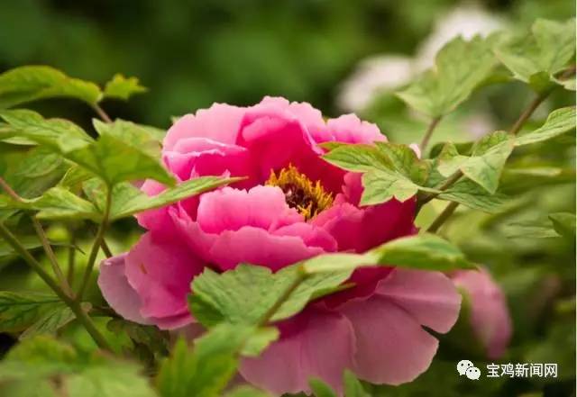 宝鸡到洛阳2日游 (宝鸡到洛阳坐高铁旅游)