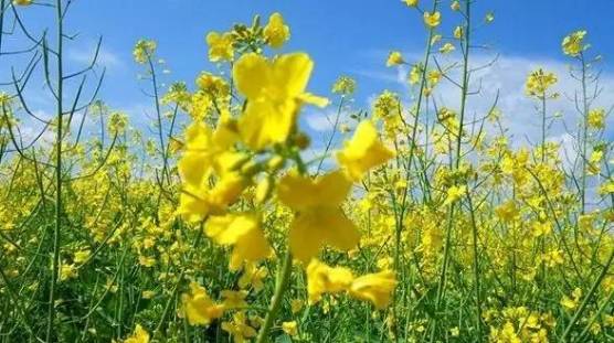 常州春游经典地点,常州骑行绿道