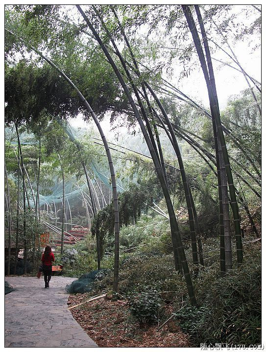 游南山竹海路线,游南山竹海心情说说