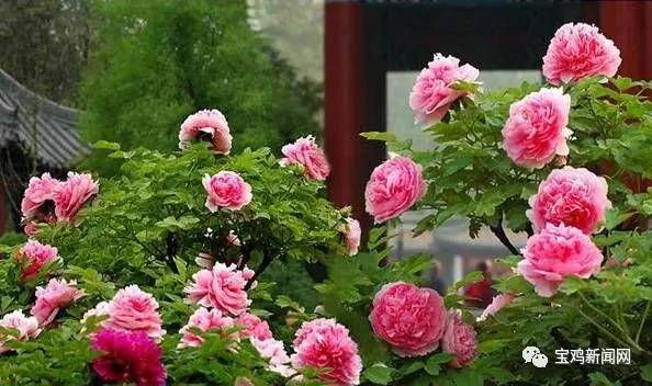 宝鸡到洛阳2日游 (宝鸡到洛阳坐高铁旅游)