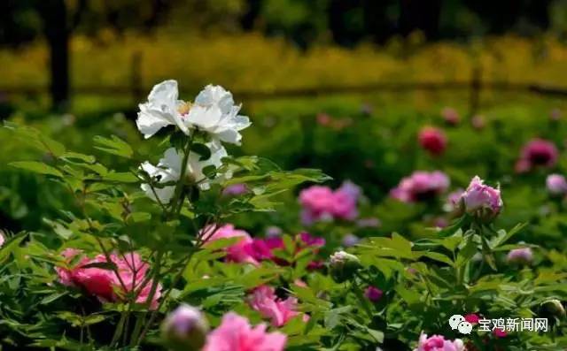 宝鸡到洛阳2日游 (宝鸡到洛阳坐高铁旅游)