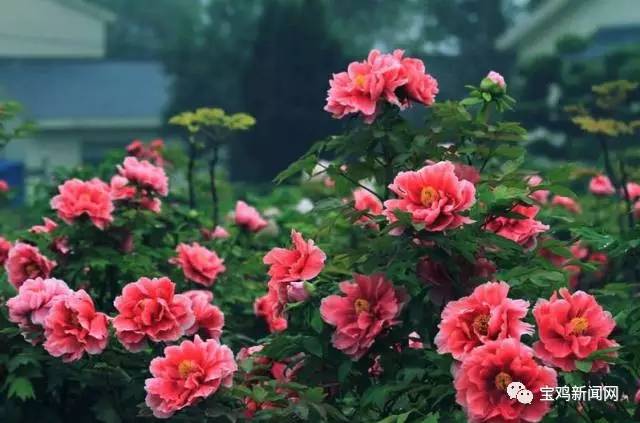 宝鸡到洛阳2日游 (宝鸡到洛阳坐高铁旅游)