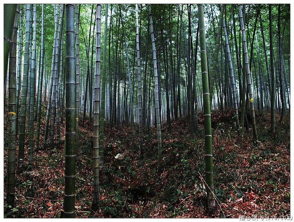 游南山竹海路线,游南山竹海心情说说