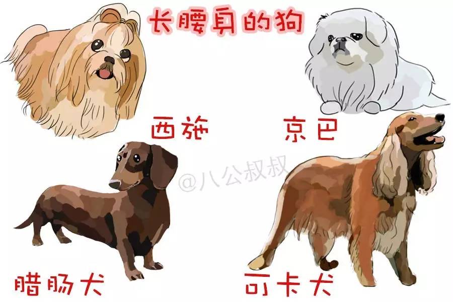 狗狗总弓着背是什么原因,狗狗为什么经常伸前爪撅屁股