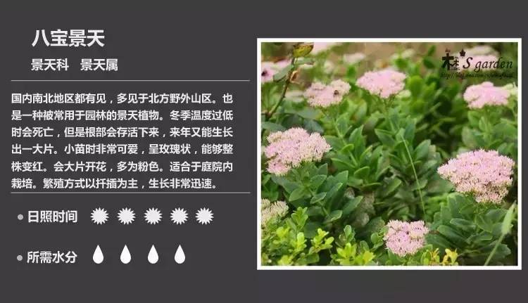 所有多肉植物的名字大全及图片,多肉植物的各种名字大全集