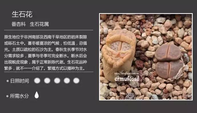 所有多肉植物的名字大全及图片,多肉植物的各种名字大全集