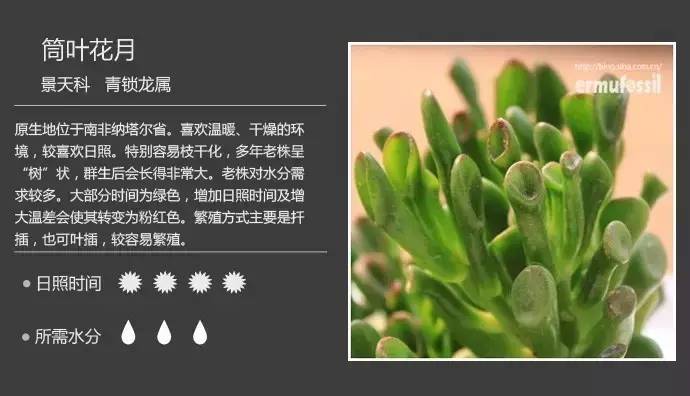所有多肉植物的名字大全及图片,多肉植物的各种名字大全集
