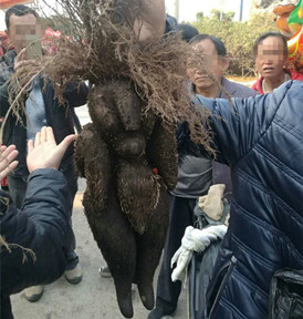 人形何首乌的照片,人形何首乌存在吗