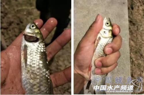 4月下旬小草鱼烂鳃、水霉、锚头蚤等常见疾病分析处理及预防