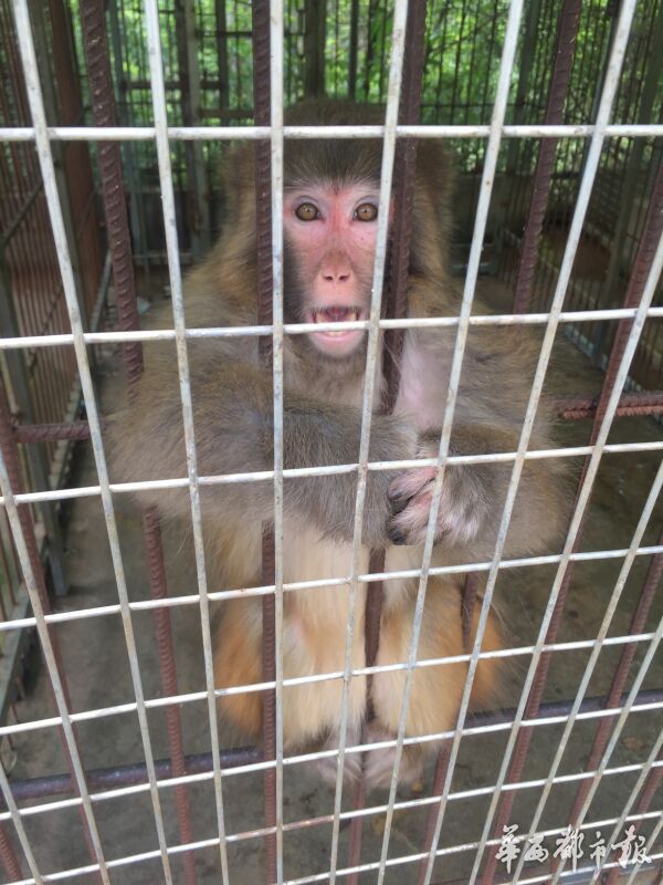 养鸟养鸭养狗养鸡,养鸟生态养殖