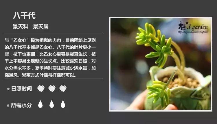 所有多肉植物的名字大全及图片,多肉植物的各种名字大全集
