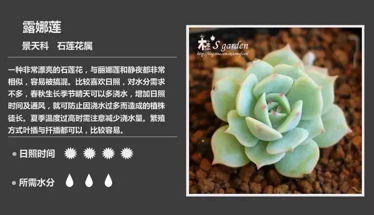 所有多肉植物的名字大全及图片,多肉植物的各种名字大全集