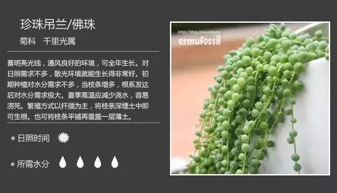 所有多肉植物的名字大全及图片,多肉植物的各种名字大全集