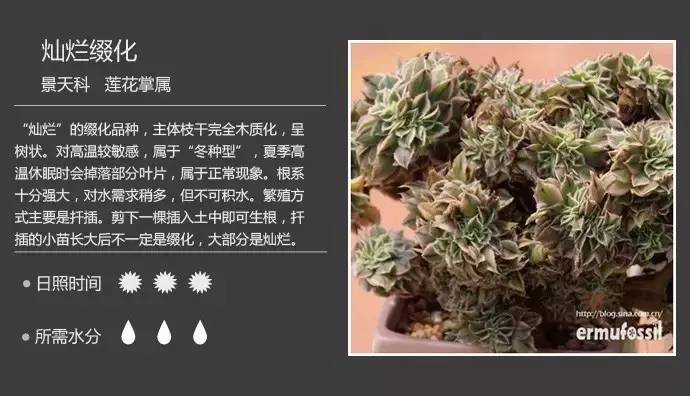 所有多肉植物的名字大全及图片,多肉植物的各种名字大全集