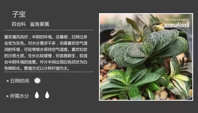 所有多肉植物的名字大全及图片,多肉植物的各种名字大全集